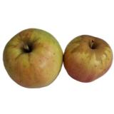 Apfel Opal