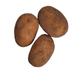 Kartoffel Simonetta lose